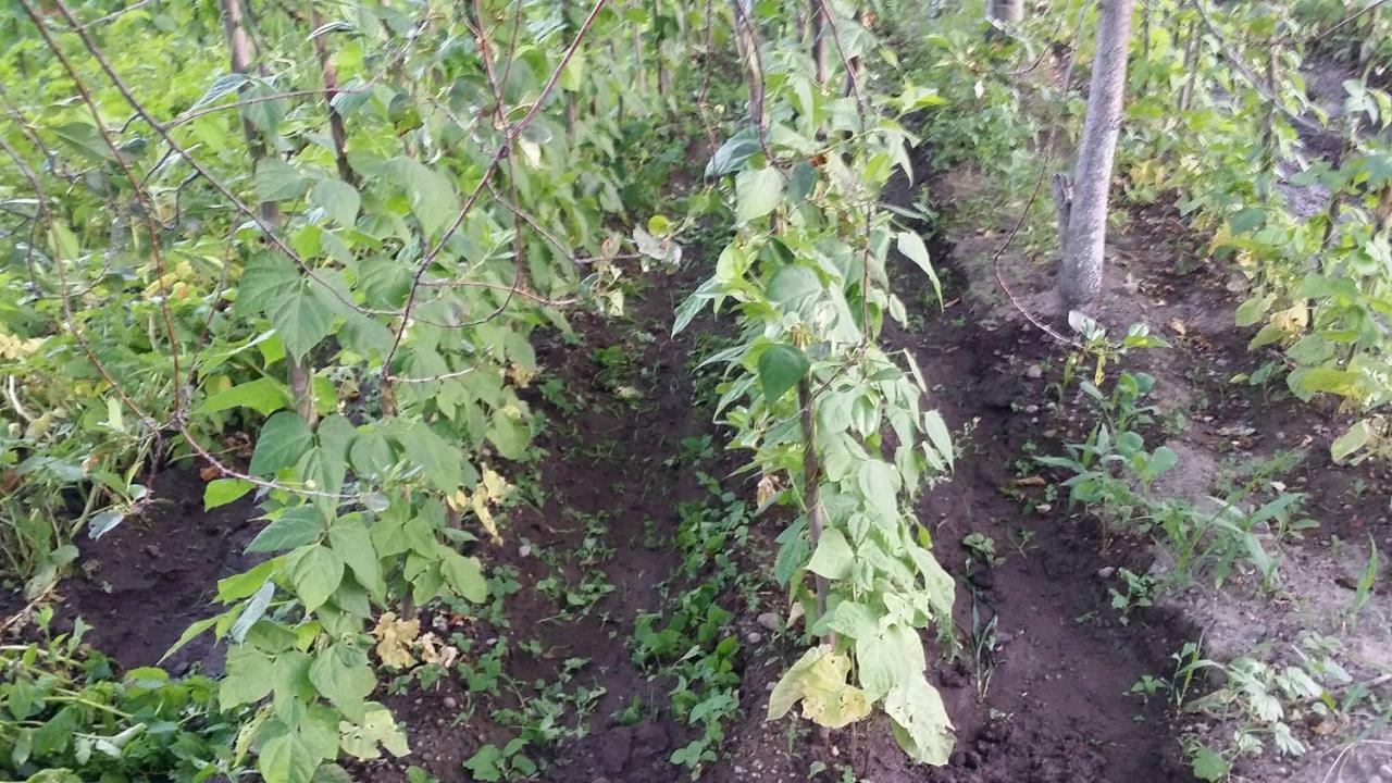 Verishen Guest House B&B Goris Exterior foto
